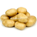 Bester Preis der Kartoffel der neuen Ernte